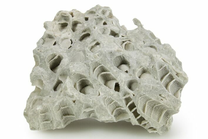 Silurian Dolostone w/ Sparkling Fossil Coral (Fletcheria) - Ohio #362630